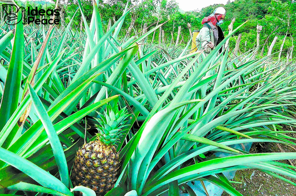Pinneapple plantation with a worker in the back