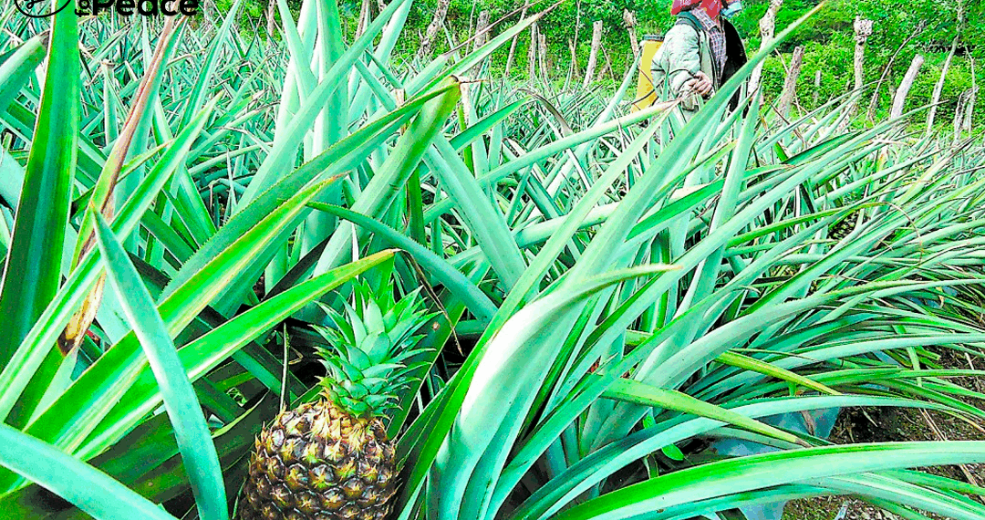 Pinneapple plantation with a worker in the back
