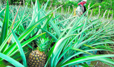 Costa Rican Pineapples: Harvesting Abuse
